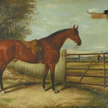 Portrait of a Horse